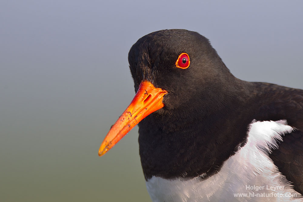 Haematopus_ostralegus_0142.jpg