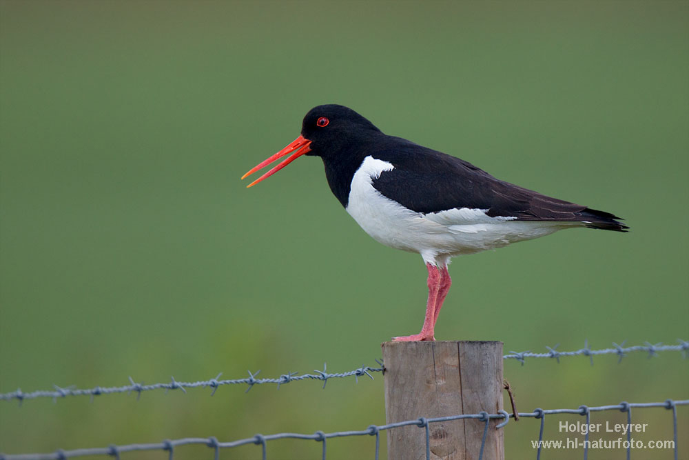 Haematopus_ostralegus_0224.jpg