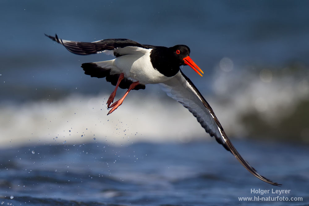 Haematopus_ostralegus_0225.jpg