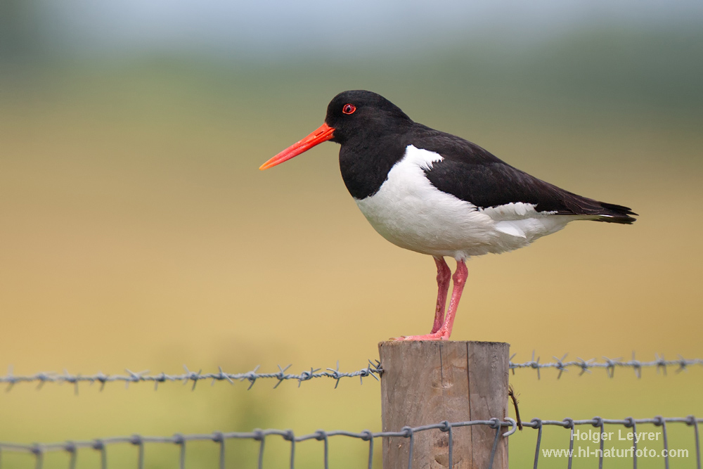 Haematopus_ostralegus_0266.jpg