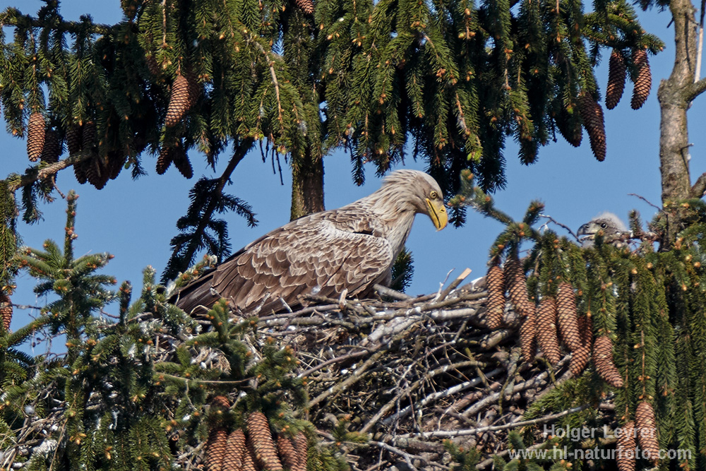 Haliaeetus_albicilla_0033.jpg