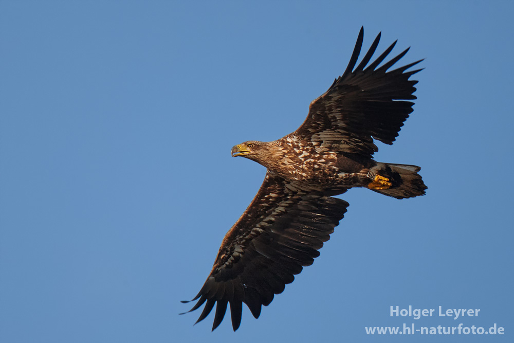 Haliaeetus_albicilla_0102.jpg