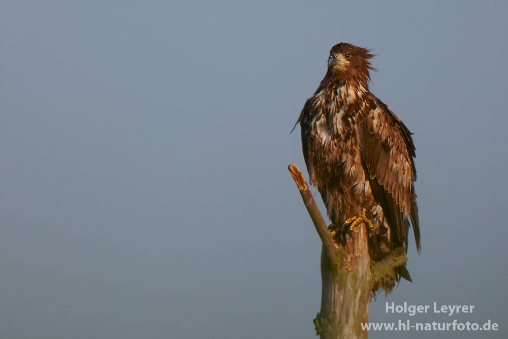 Haliaeetus_albicilla_0110.jpg