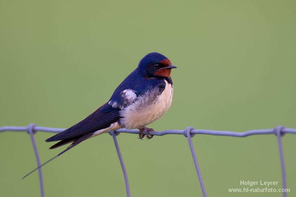 Hirundo_rustica_0010.jpg