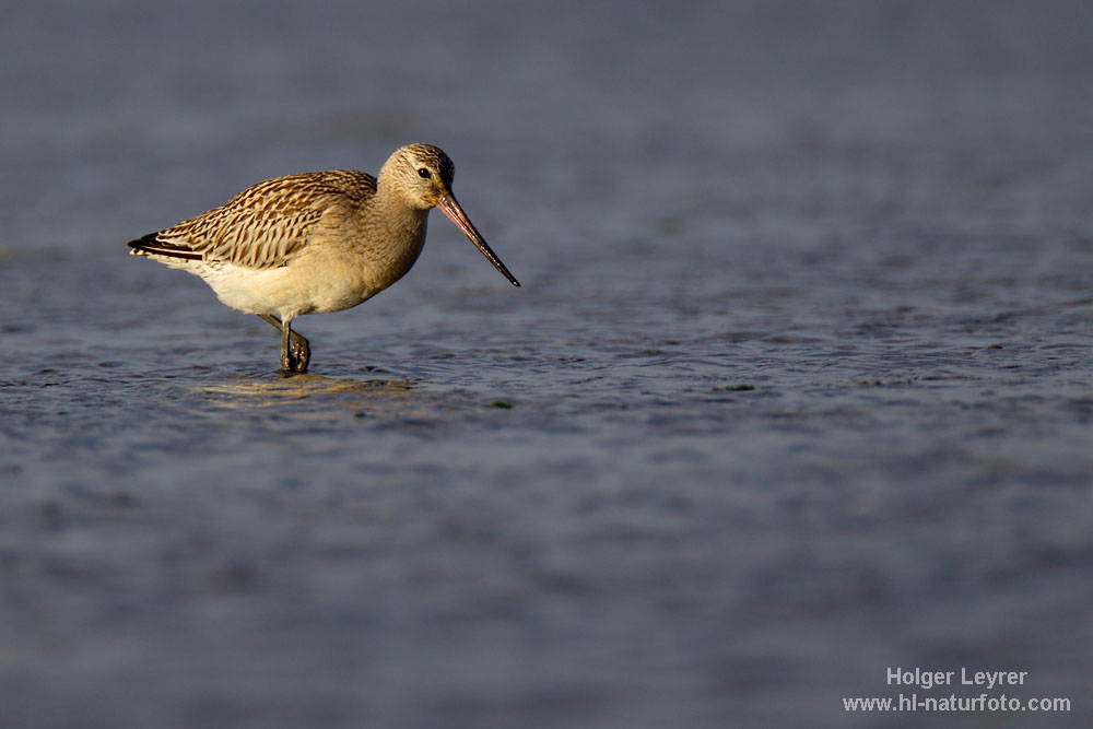 Limosa_lapponica_0183.jpg