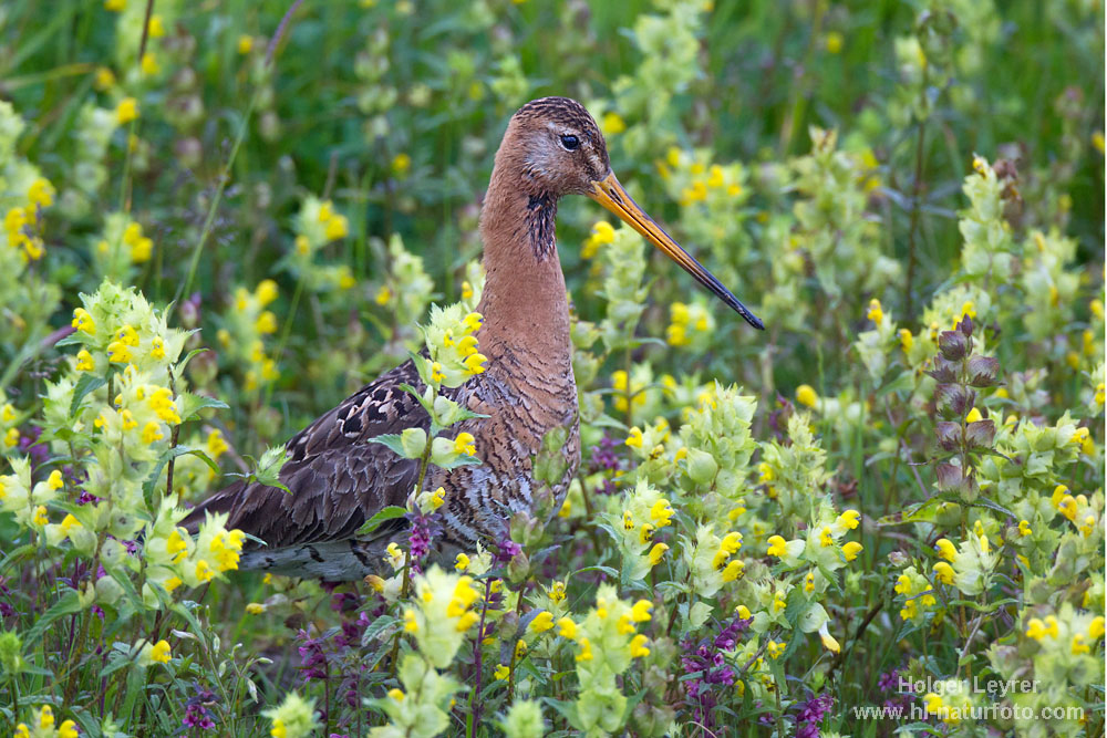 Limosa_limosa_0114.jpg