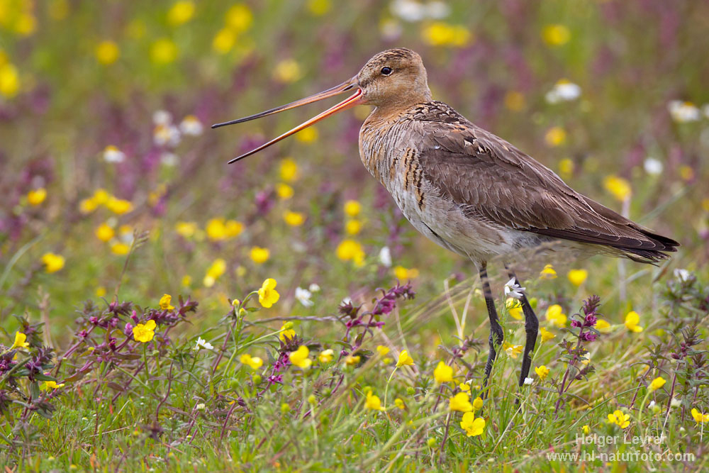 Limosa_limosa_0195.jpg