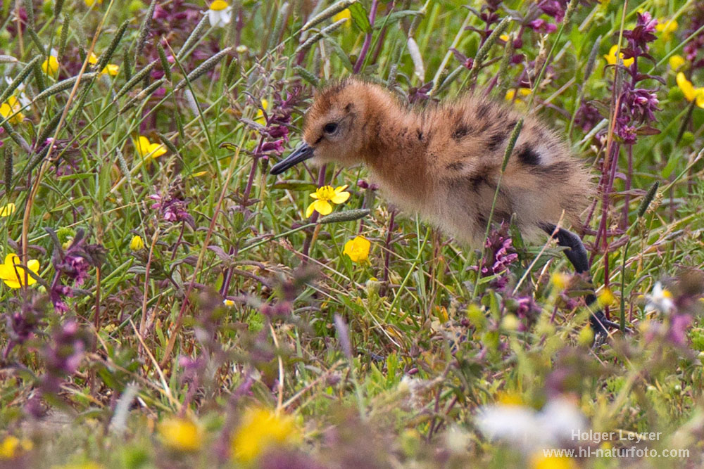 Limosa_limosa_0324.jpg