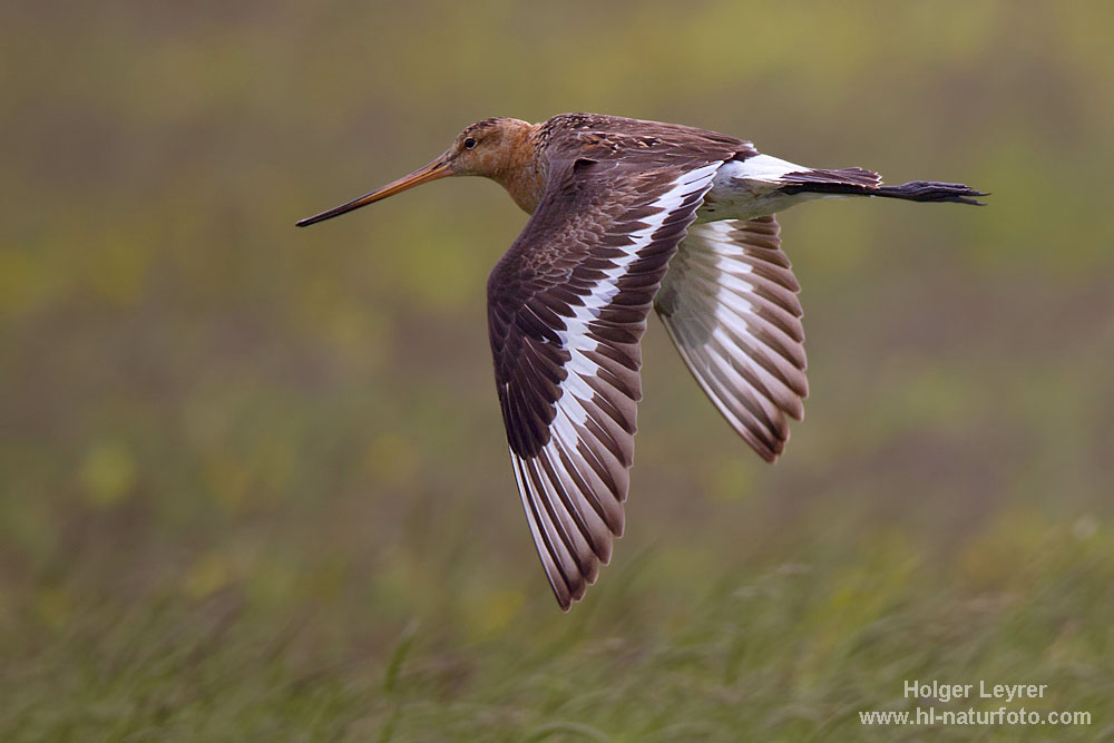 Limosa_limosa_0345.jpg