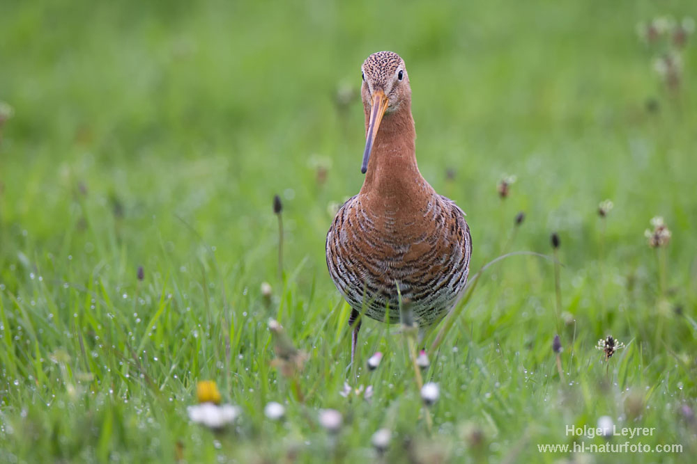 Limosa_limosa_0520.jpg