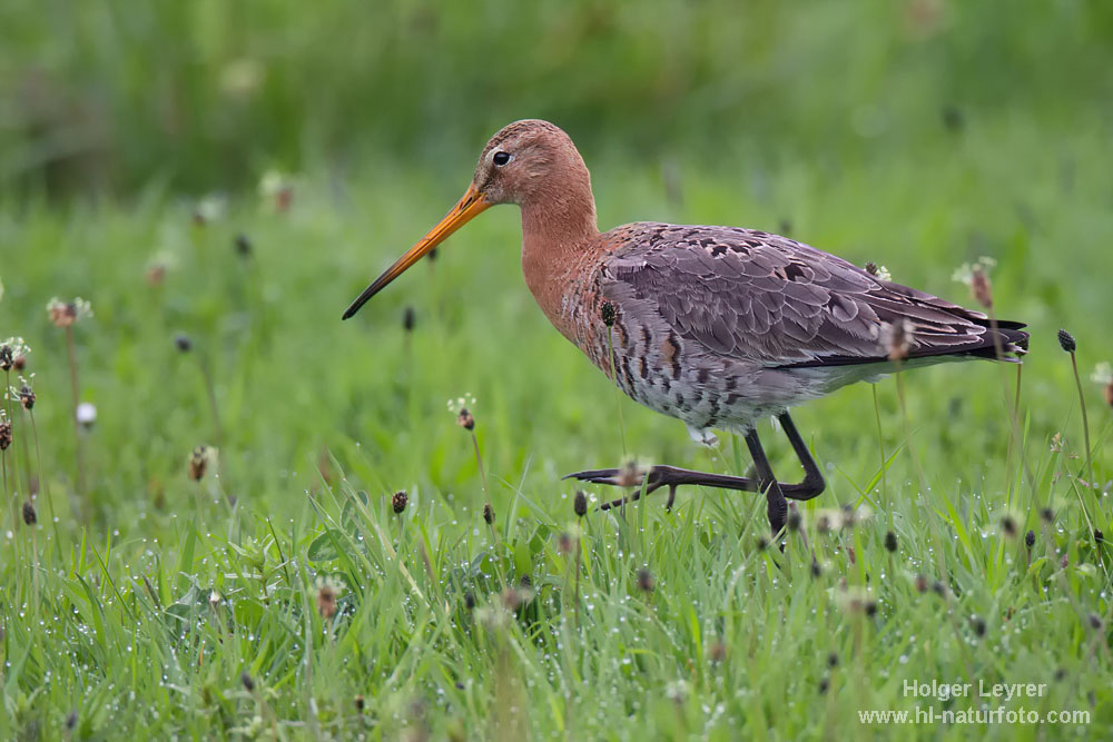 Limosa_limosa_0521.jpg