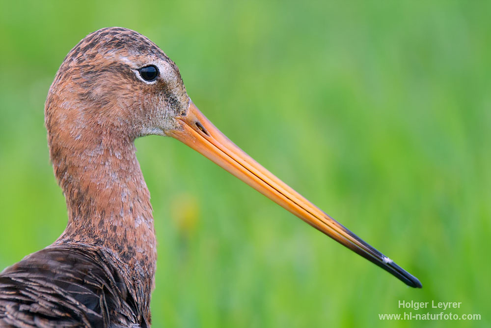 Limosa_limosa_0522.jpg