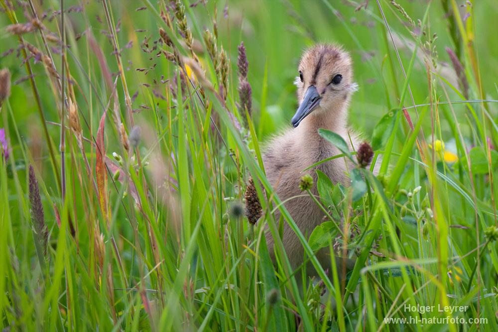 Limosa_limosa_0523.jpg