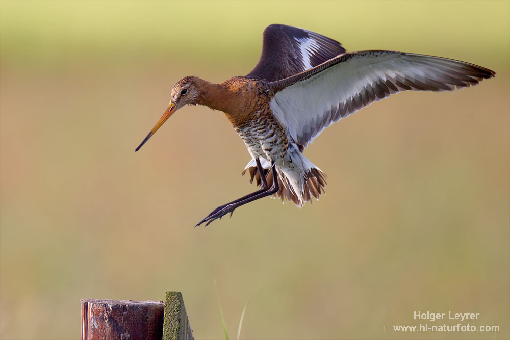 Limosa_limosa_0525.jpg