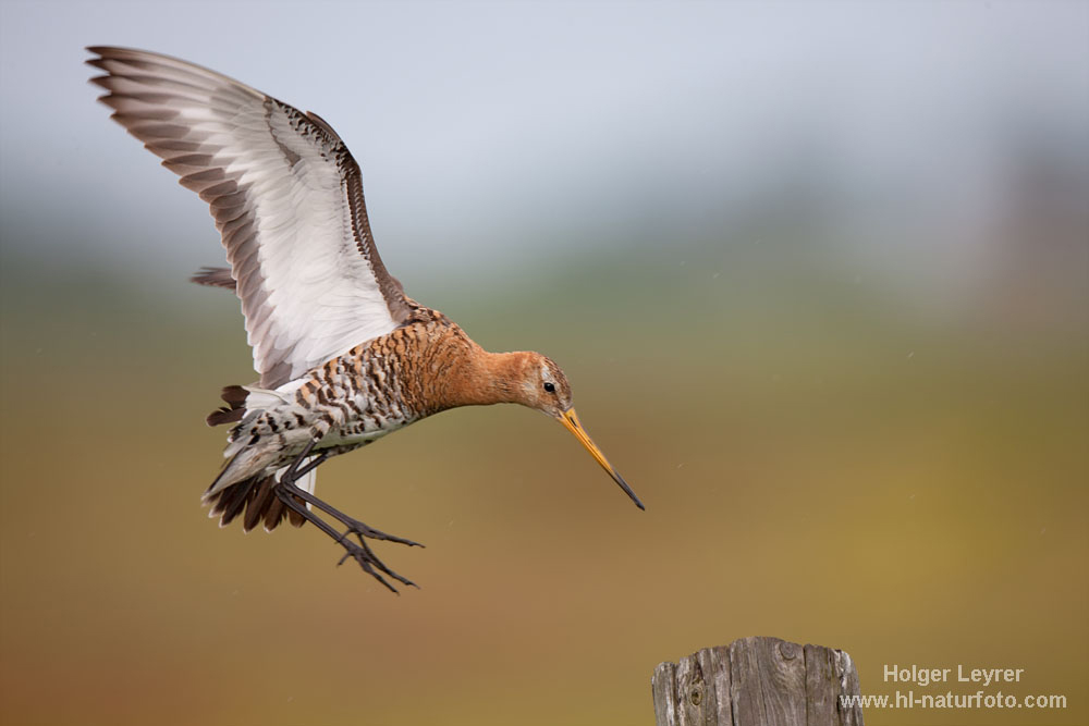 Limosa_limosa_0532.jpg