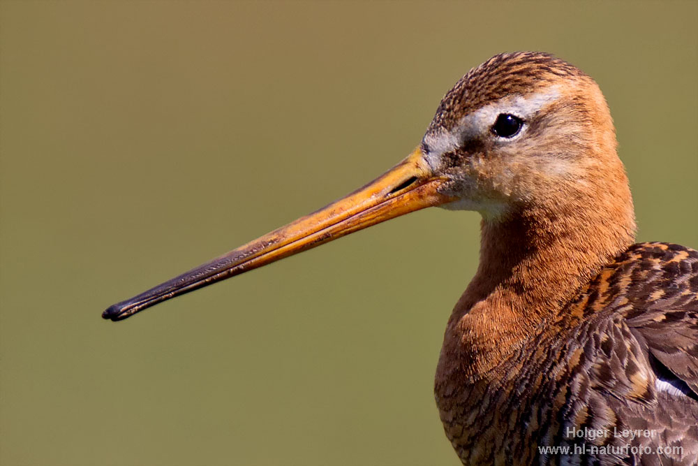 Limosa_limosa_0534.jpg