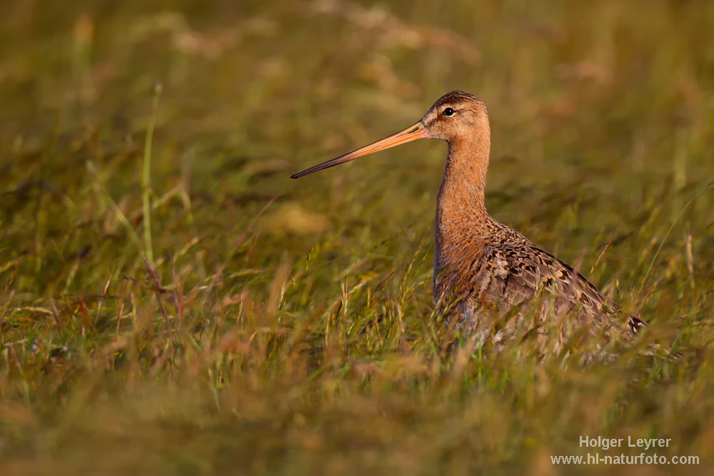 Limosa_limosa_0535.jpg