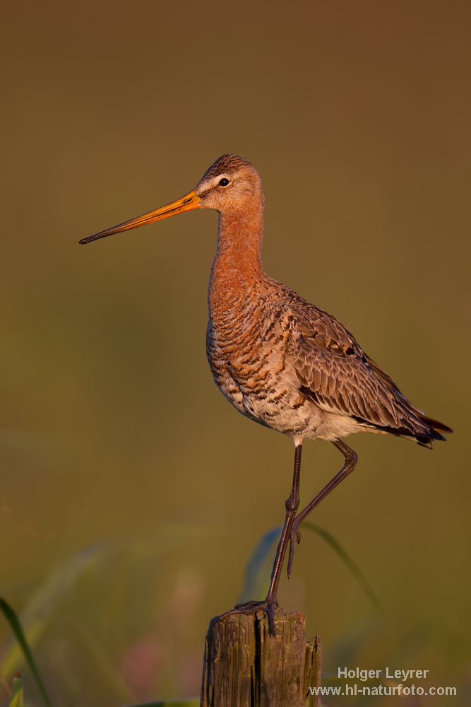 Limosa_limosa_0590.jpg