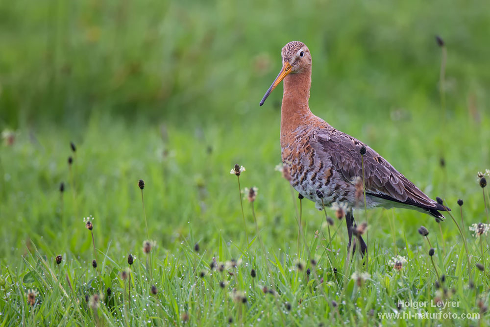 Limosa_limosa_0641.jpg