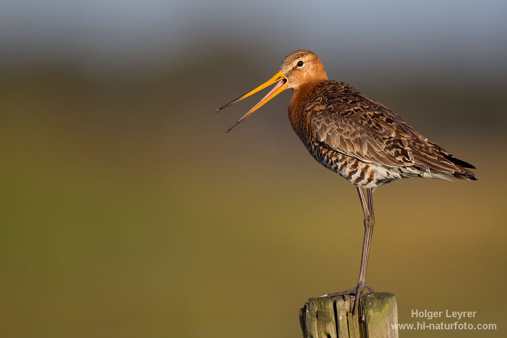 Limosa_limosa_0654.jpg