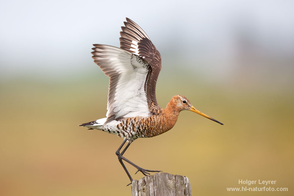 Limosa_limosa_0730.jpg