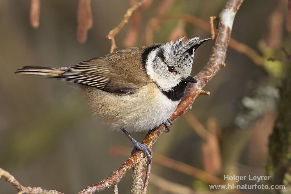 Lophophanes_cristatus_0014.jpg