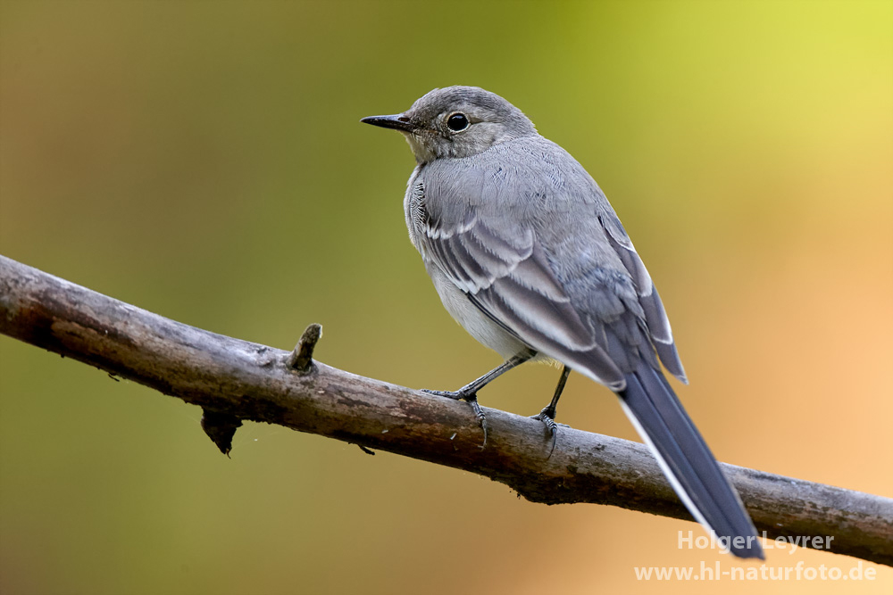 Motacilla_alba_0097.jpg