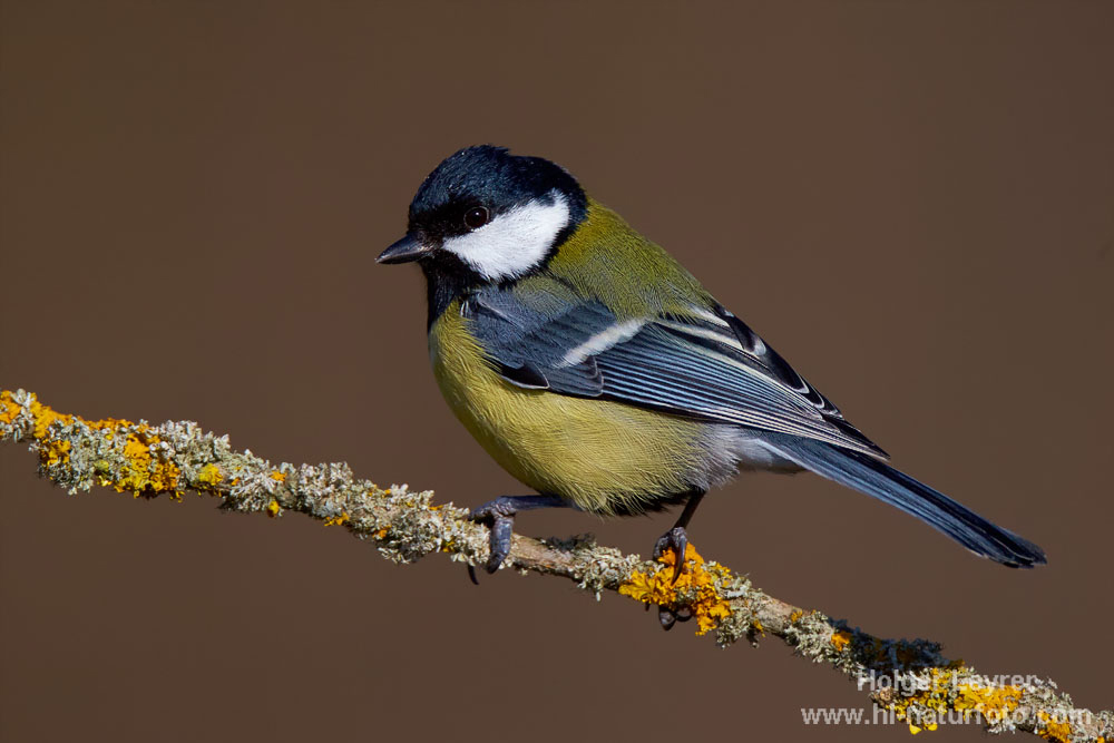 Parus_major_0296.jpg