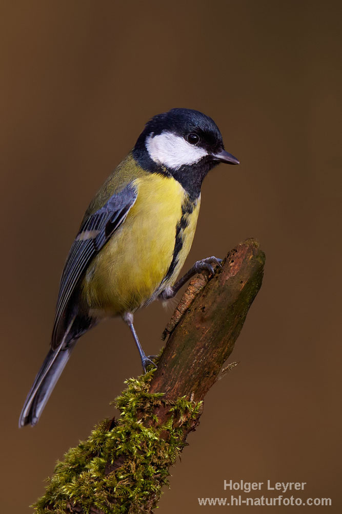 Parus_major_0365.jpg