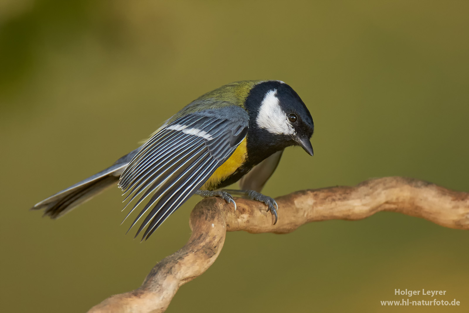 Parus_major_0385.jpg