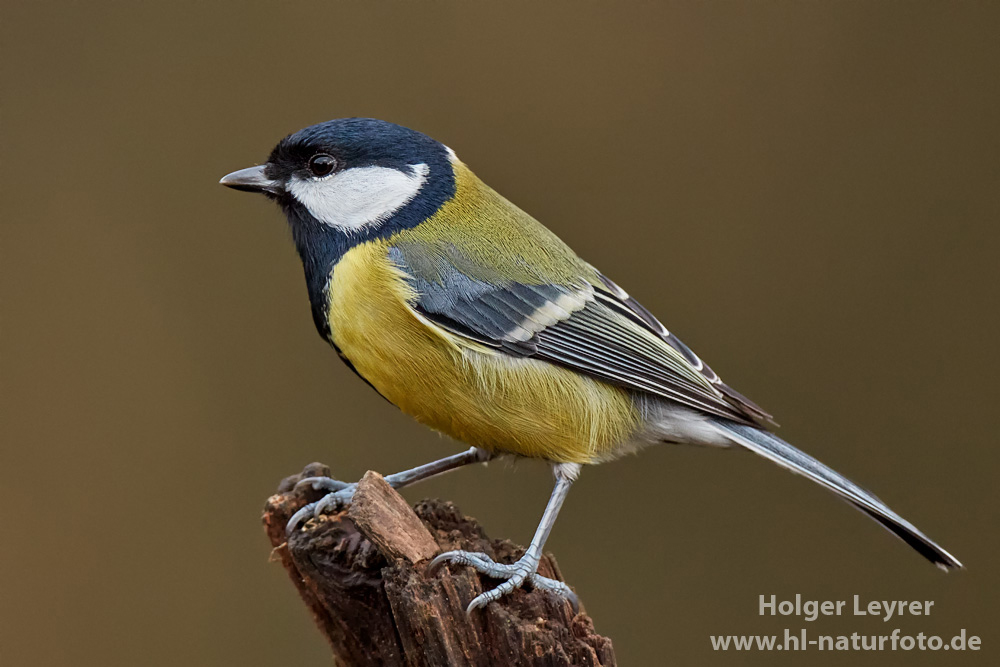 Parus_major_0389.jpg