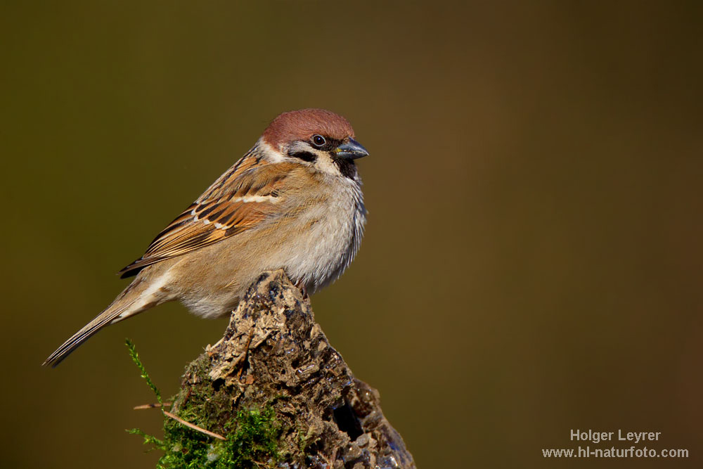 Passer_montanus_0436.jpg