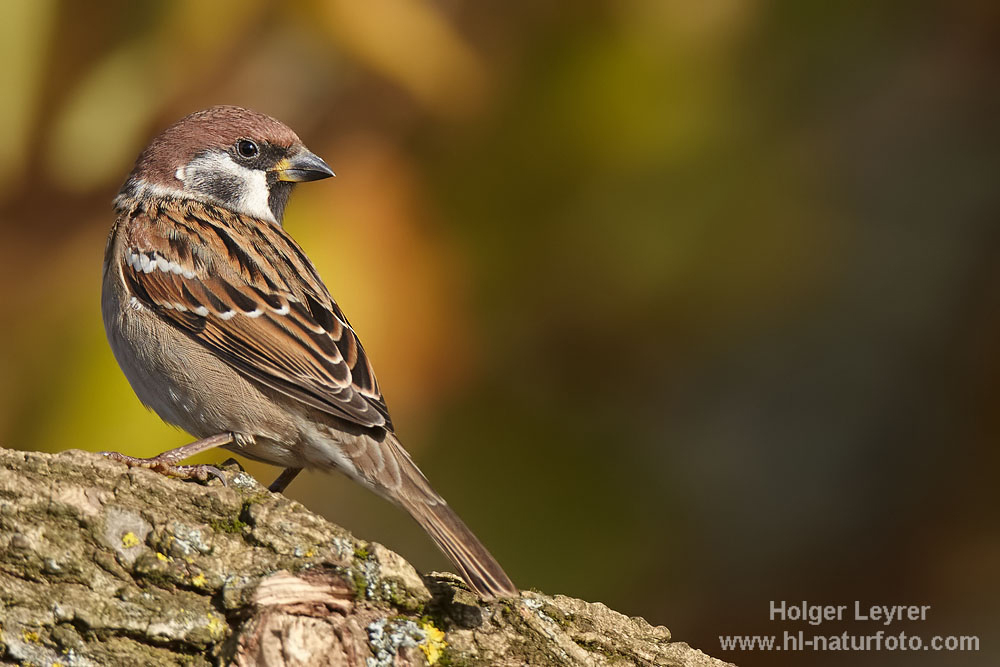 Passer_montanus_0520.jpg