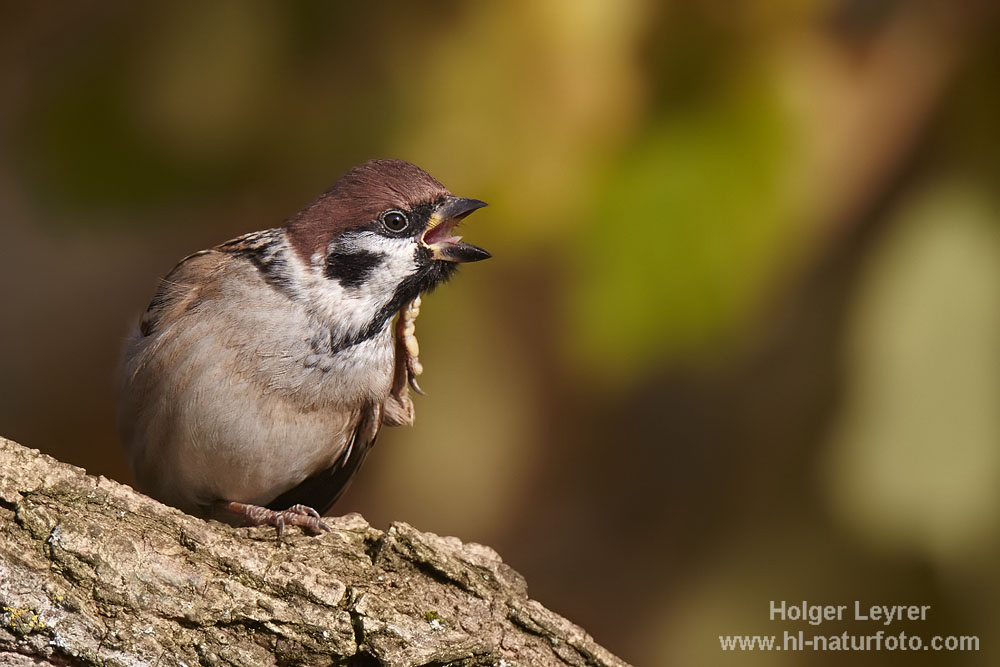 Passer_montanus_0526.jpg