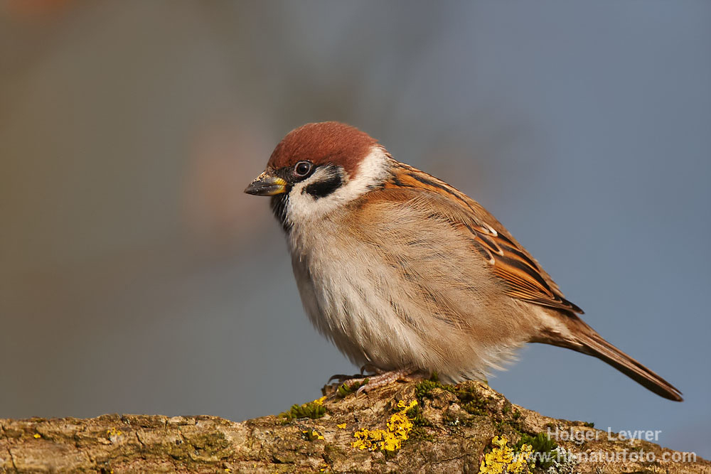 Passer_montanus_0534.jpg