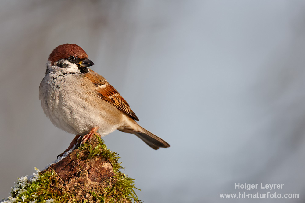 Passer_montanus_0544.jpg