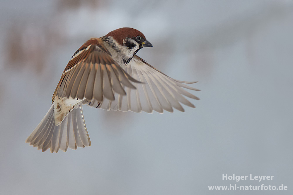 Passer_montanus_0571.jpg