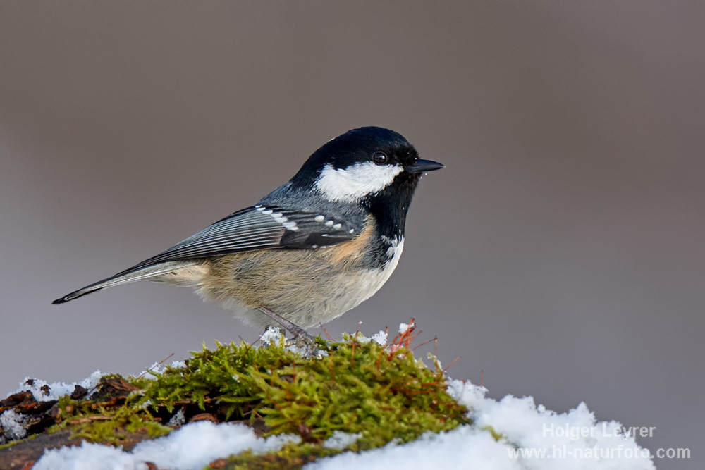 Periparus_ater_0198.jpg