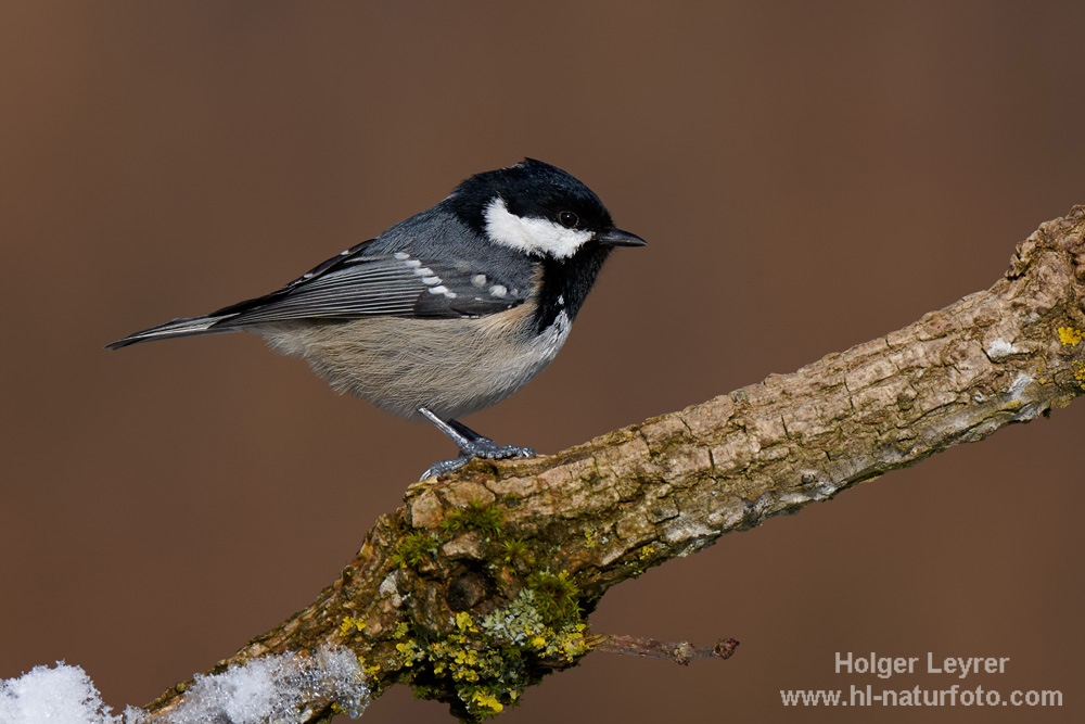 Periparus_ater_0206.jpg