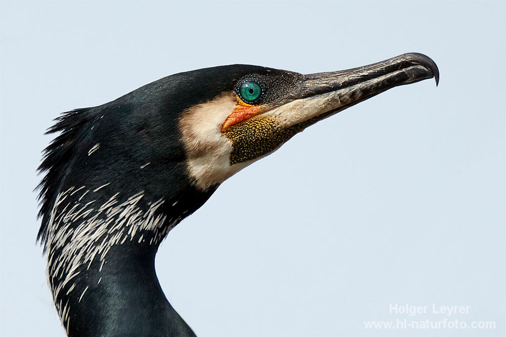 Phalacrocorax_carbo_0218.jpg