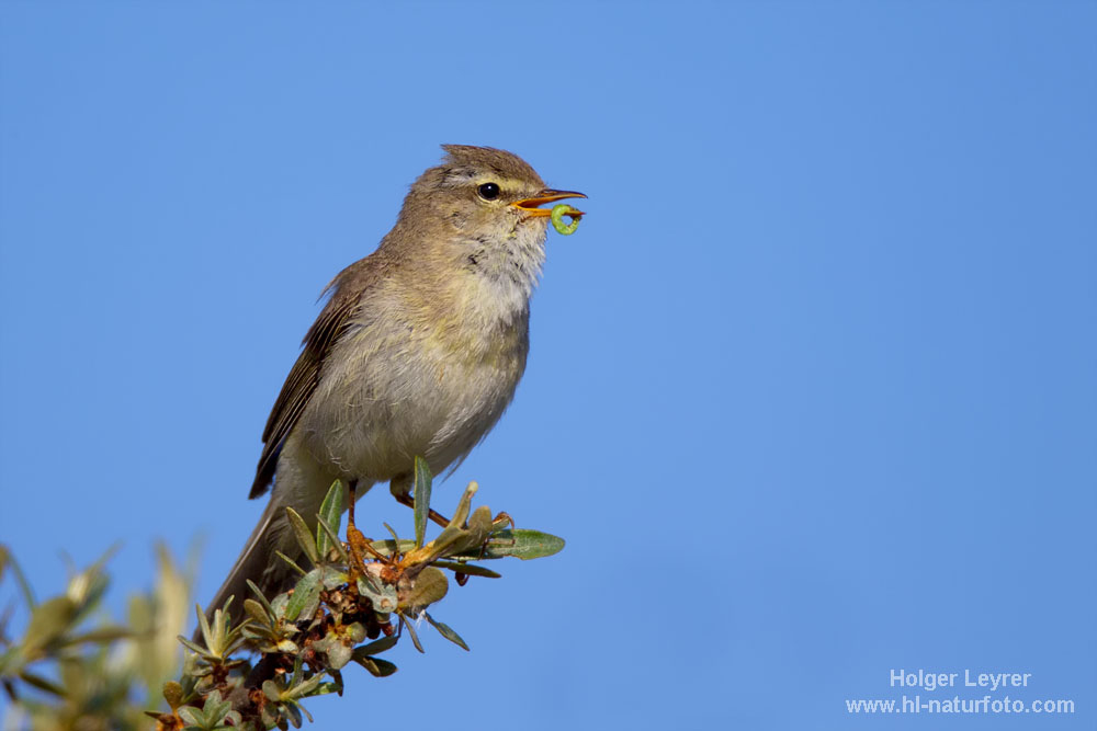 Phylloscopus_trochilus_0072.jpg