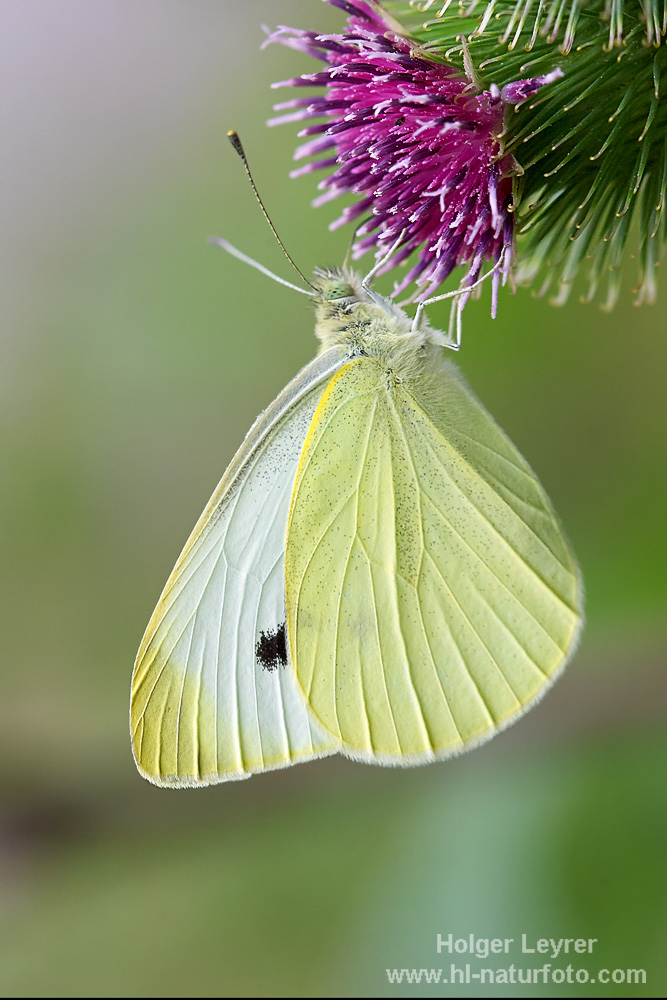 Pieris_rapae_0005.jpg