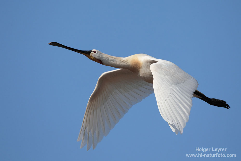 Platalea_leucorodia_0446.jpg