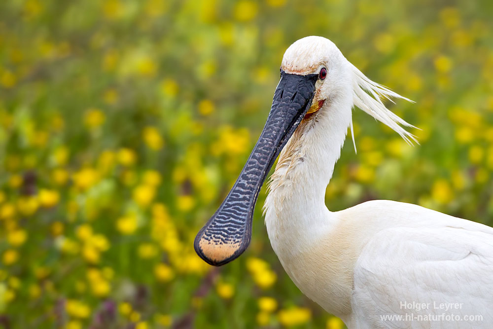 Platalea_leucorodia_0527.jpg