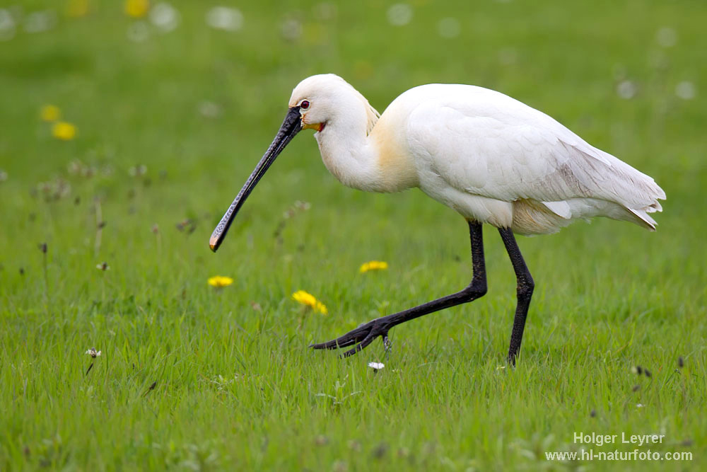 Platalea_leucorodia_0621.jpg