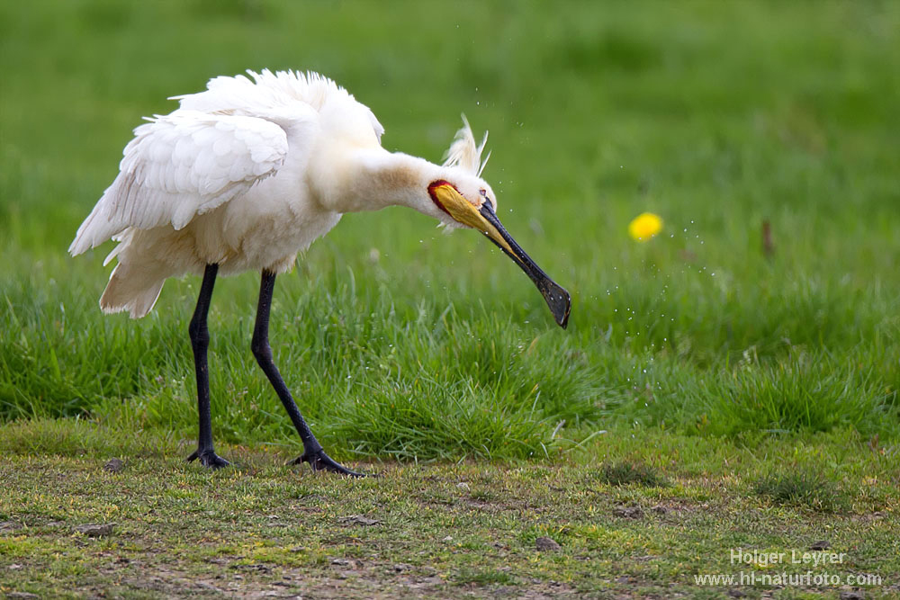 Platalea_leucorodia_0622.jpg