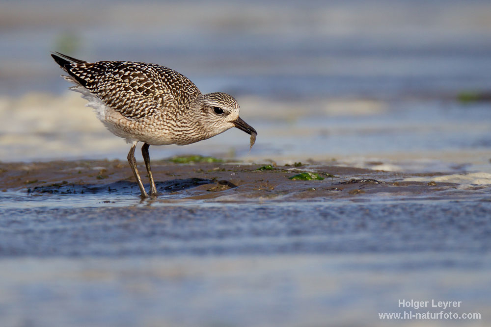 Pluvialis_squatarola_0049.jpg