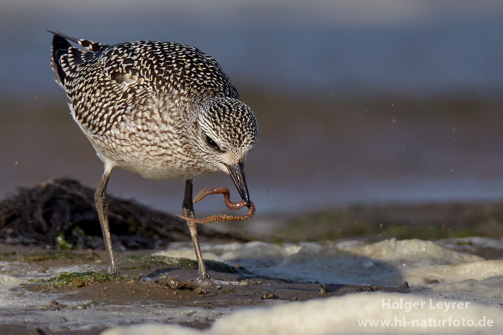 Pluvialis_squatarola_0085.jpg