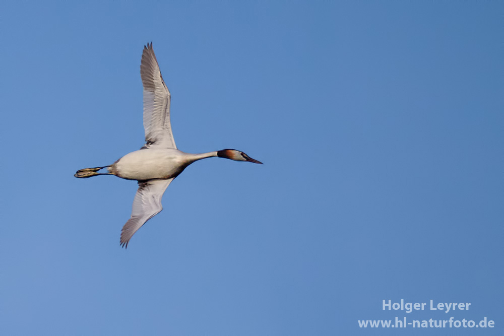 Podiceps_cristatus_0232.jpg