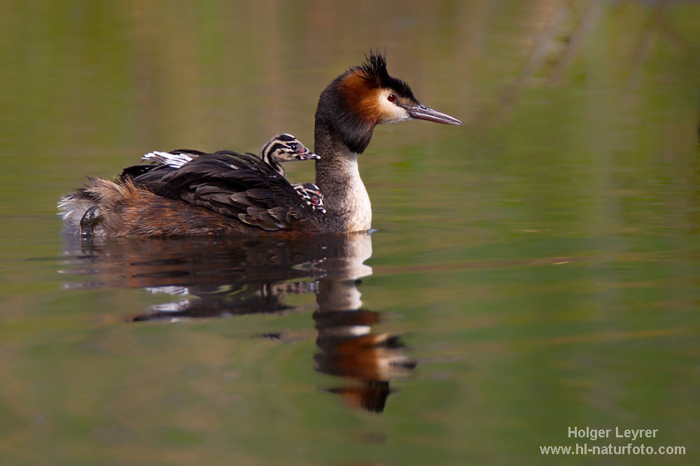 Podiceps_cristatus_0629.jpg